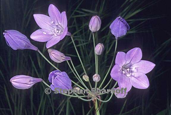 triteleia laxa 1 graphic